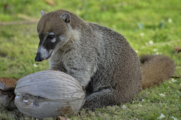 White-nosed Coati