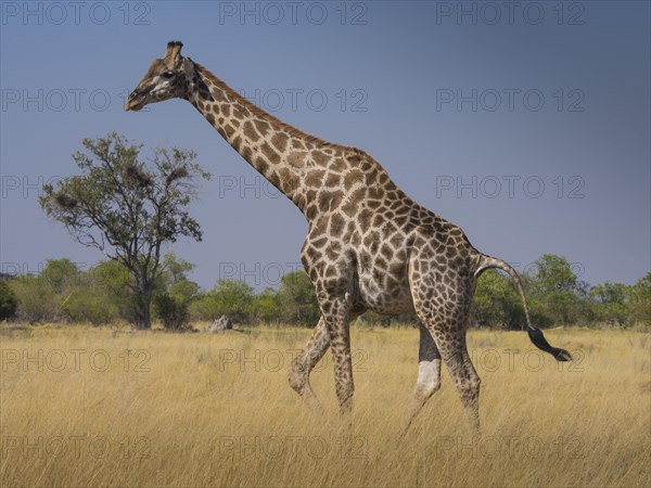 South African giraffe or Cape giraffe