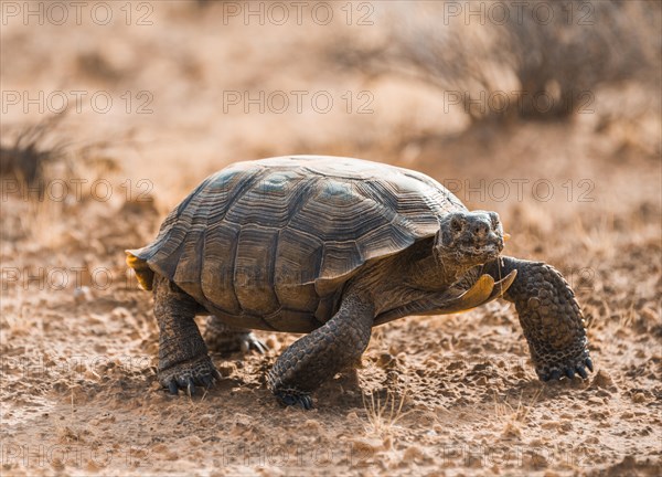 Agassiz's desert tortoise