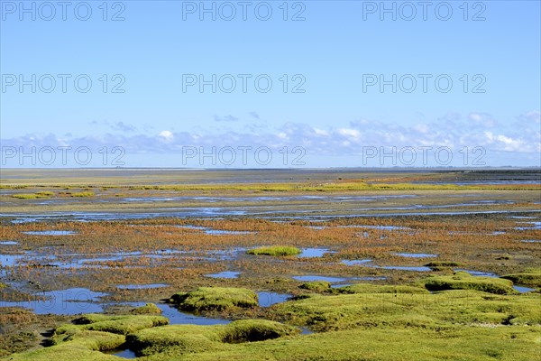 Glasswort