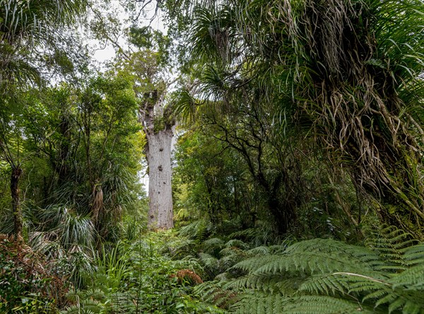 Oldest Kauri tree