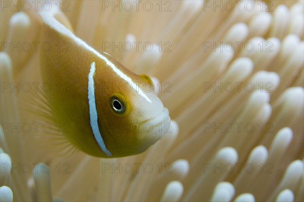 Orange skunk clownfish