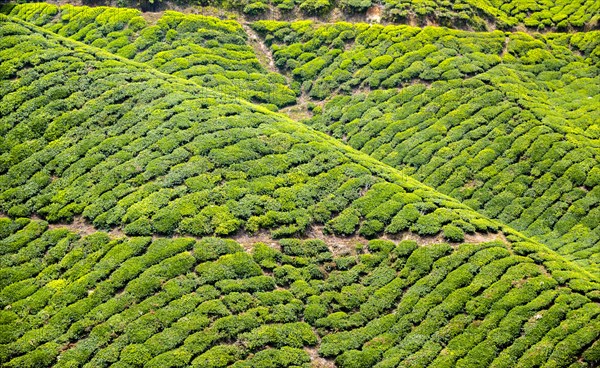 Tea plantations