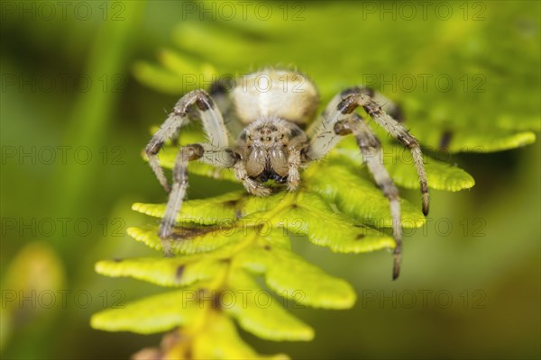 Four spotted orb weaver spider