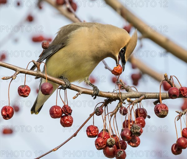 Cedar waxwing