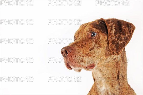 Catahoula Leopard Dog
