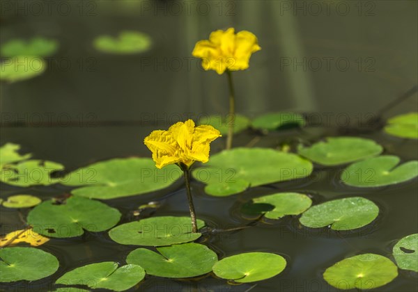 Blooming water fringe