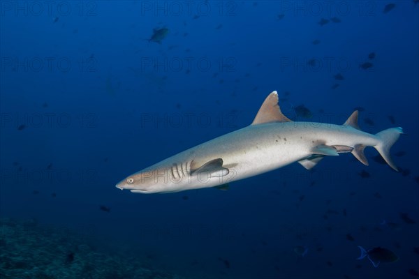 Whitetip reef shark