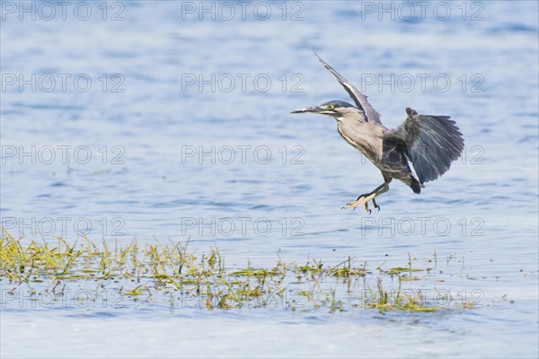 Striated Heron