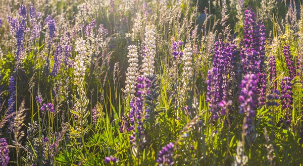 Purple Large-leaved lupines