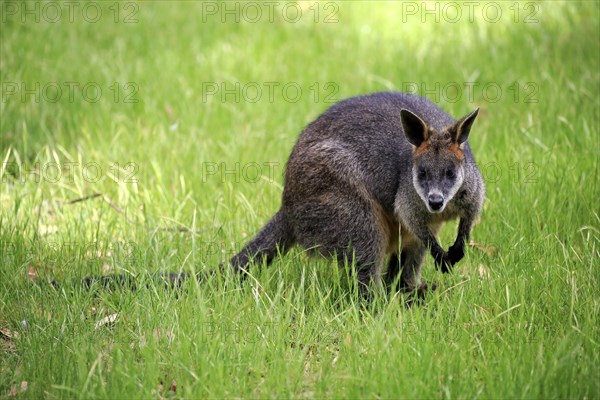 Swamp Wallaby