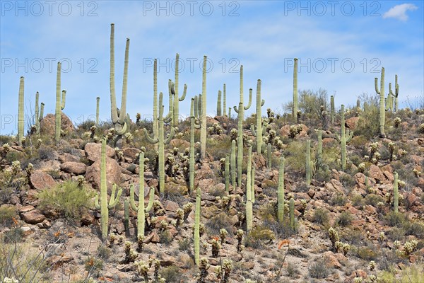 Saguaro Cacti