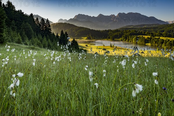 Cottongrass