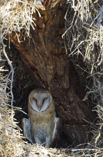 Barn Owl