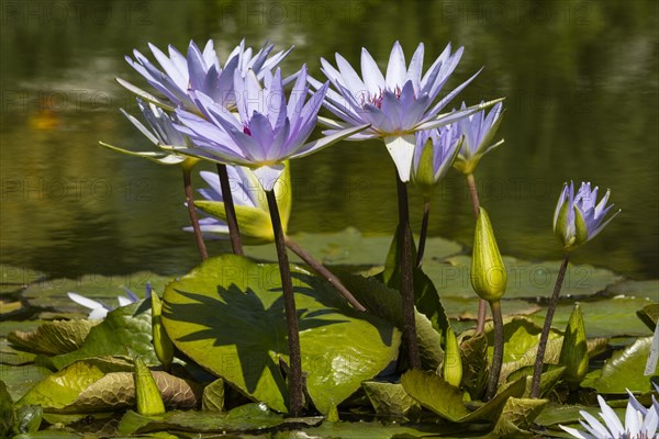 Cape blue water lilies