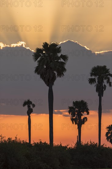 Makalani palm trees