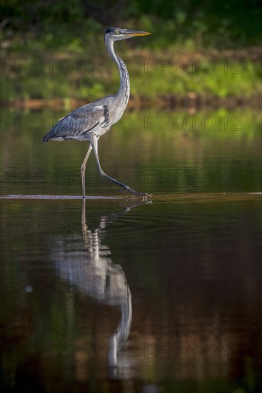 Cocoi heron