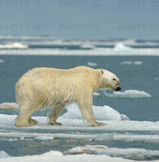 Polar bear