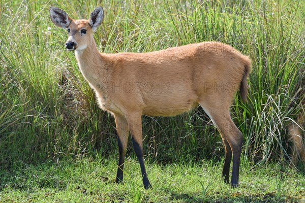 Marsh deer