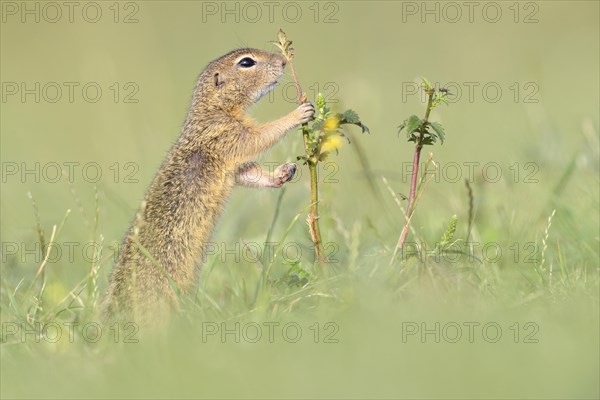 European ground squirrel