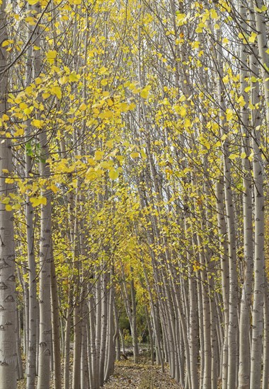 Yellow aspens