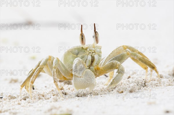 Common Crab