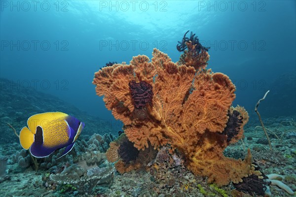 Blue-girdled angelfish