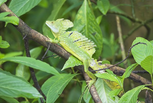 Green basilisk