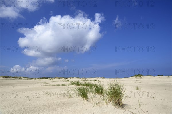 Dune landscape with European marram grass