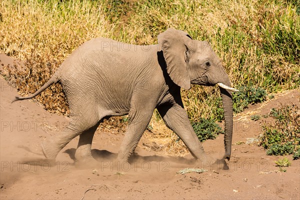 African Elephant