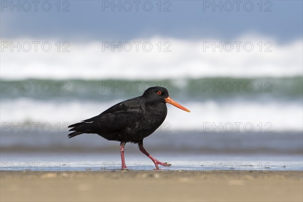 Variable oystercatcher