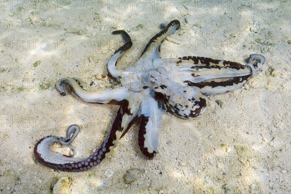 Big Blue Octopus