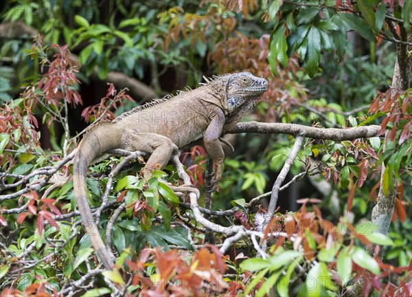 Green Iguana