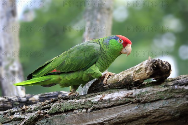 Red-crowned Amazon