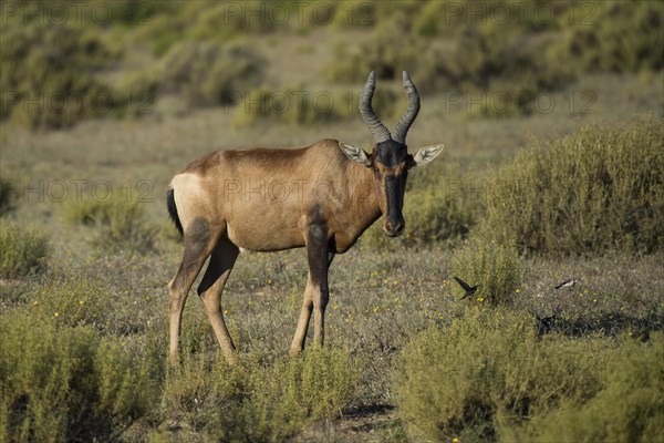 Red hartebeest