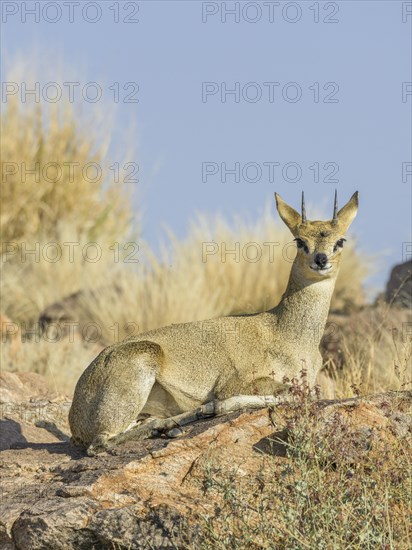 Klipspringer