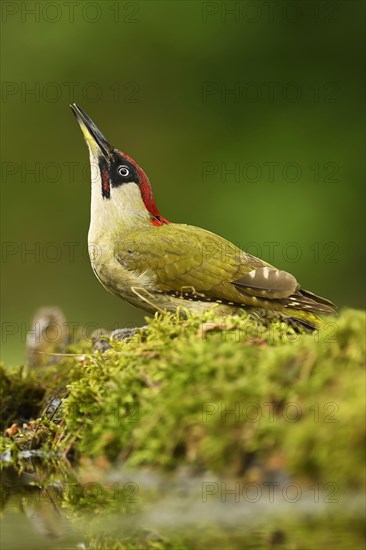 European green woodpecker