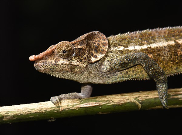 Shorthorn chameleon