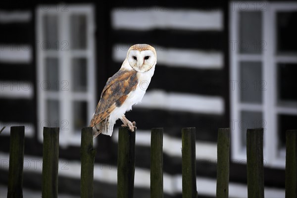 Common barn owl