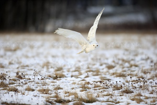 Snowy Owl