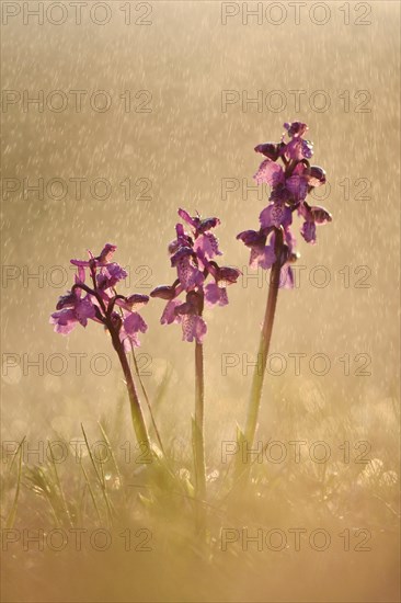 Green-winged orchid