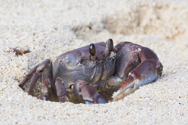 Smooth-handed Ghost Crab