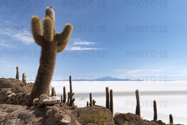 Isla Incahuasi with centuries-old cacti