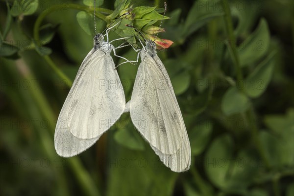 Wood White