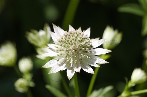 Astrantia major