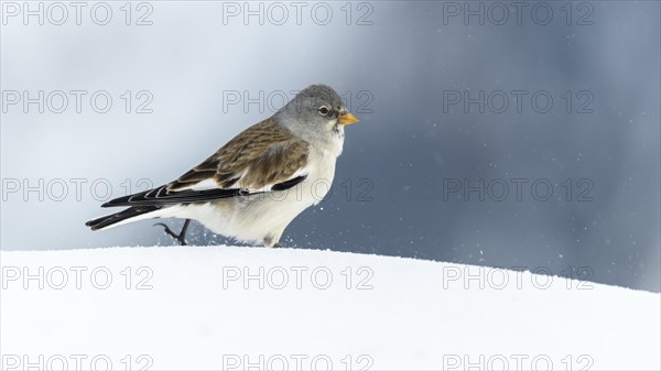 White-winged snowfinch