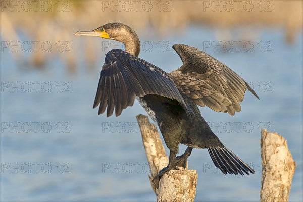 White-breasted cormorant