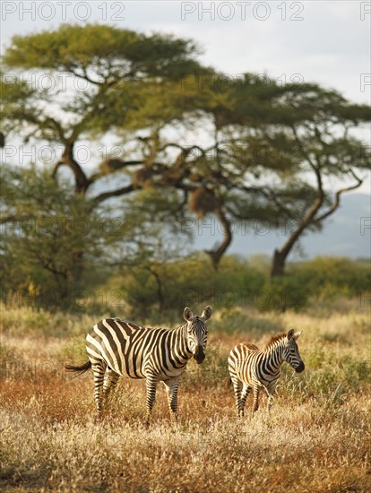 Plains Zebra