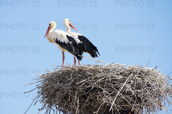 White Storks