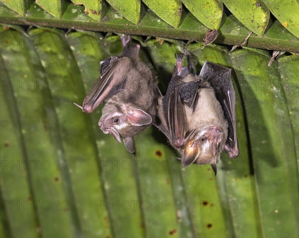 Tent-making bats